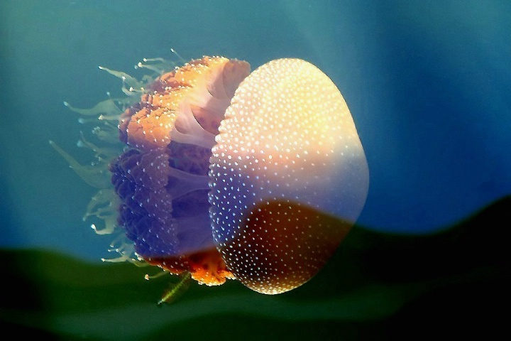 Swan River Brown Jellyfish