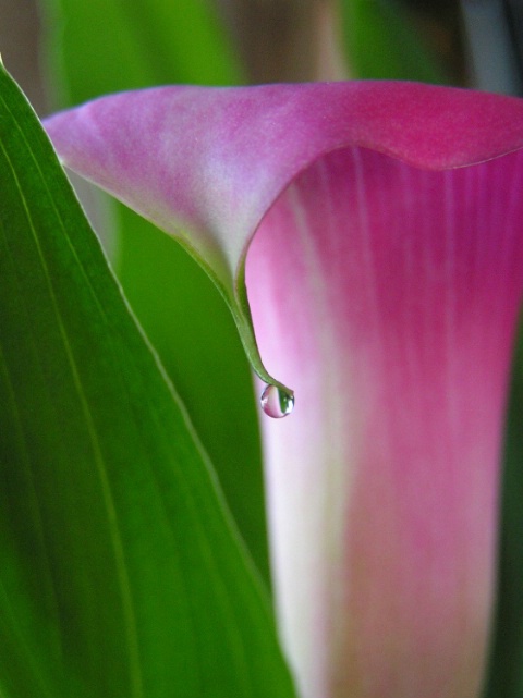 Calla Lily