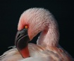 Flaming Pink