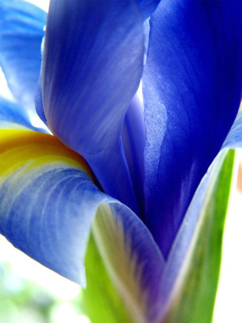 Iris in Blue - ID: 1833952 © Michèle J. Thomas