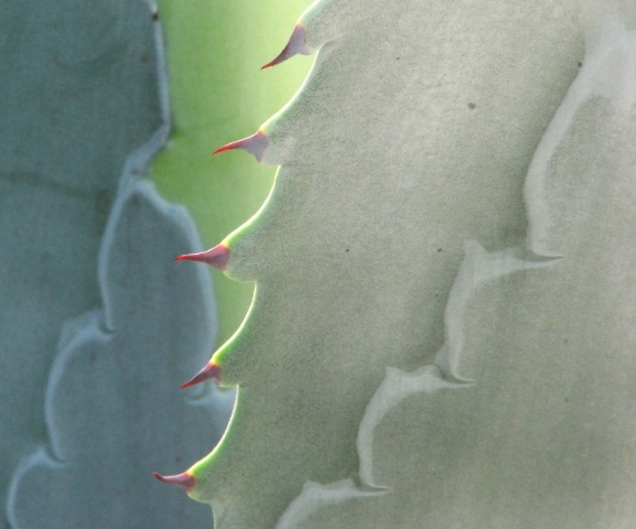 Macro Succulent with Thorns