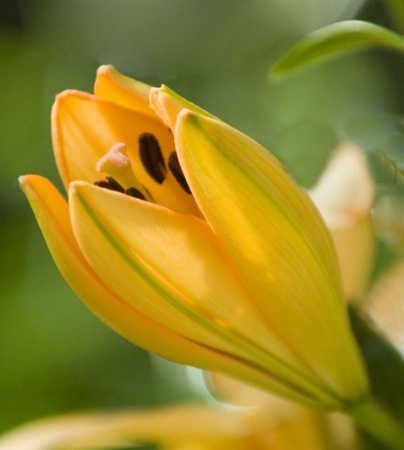 Lily Bud with Gold Reflector