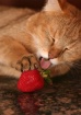Tasty Strawberry