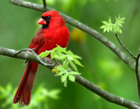 Redbird