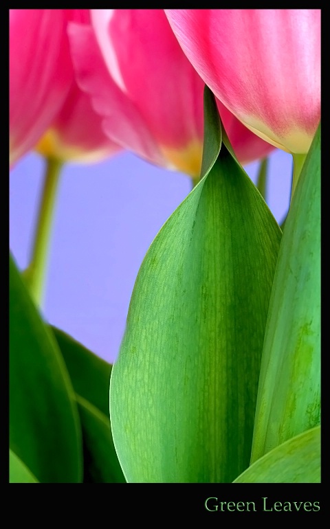 Green leaves