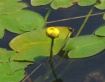 Water Lilly Bud 