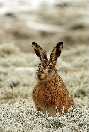 European Hare in the Snow