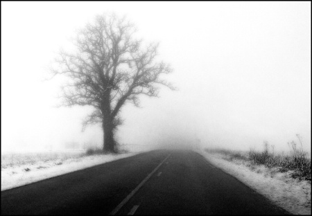 Misty Morning Drive