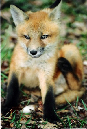 Young Alaskan red fox kit