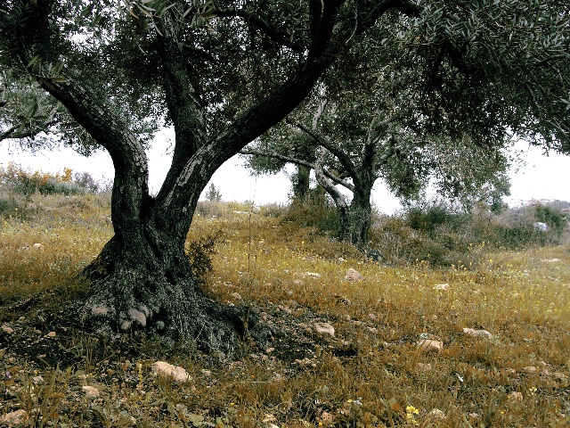 Green Olives 2