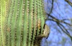 Cactus Wren at wo...