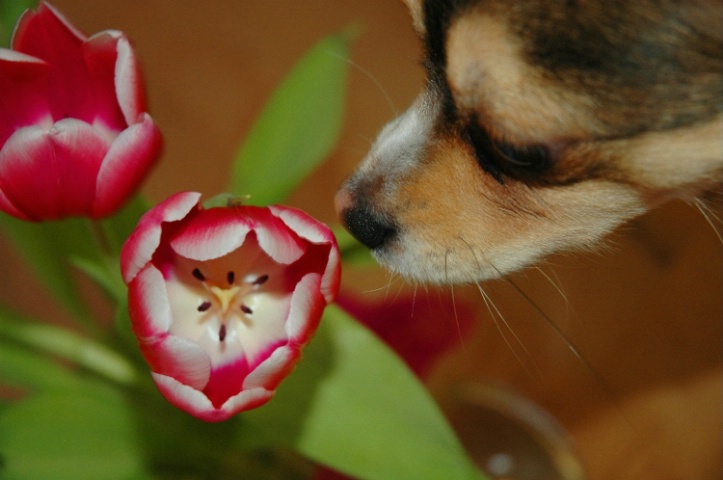 Taking Time to Sniff the Tulips