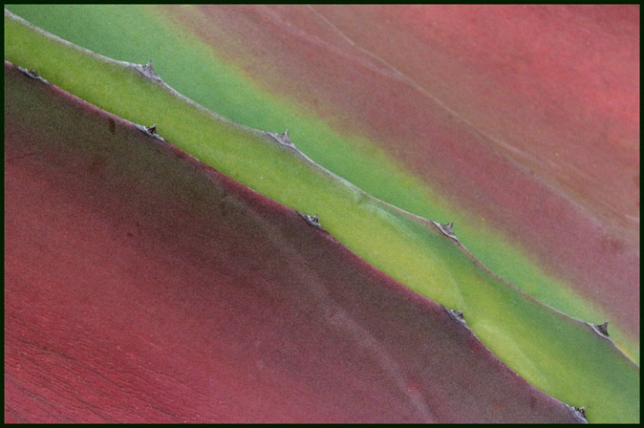Aloe Palette