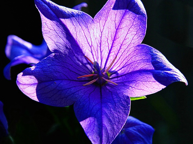 Balloon Flower