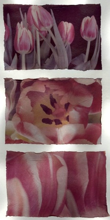 Tulips x3