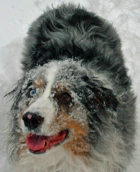 Lucas the snow dog - ID: 1844282 © Sibylle Basel