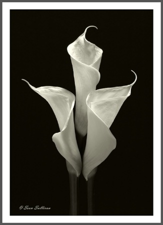 Three Callas