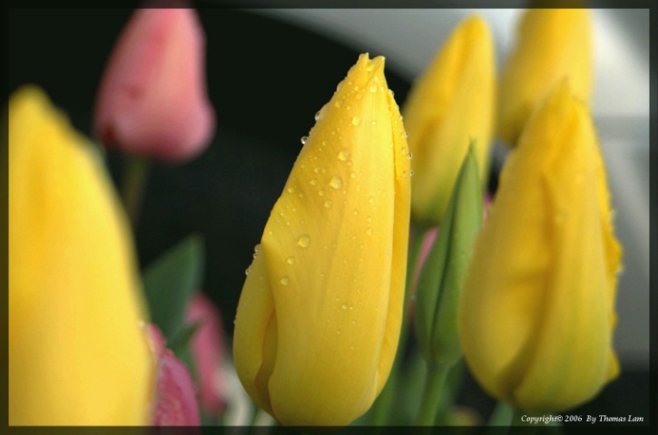Yellow Tulip With Droplets