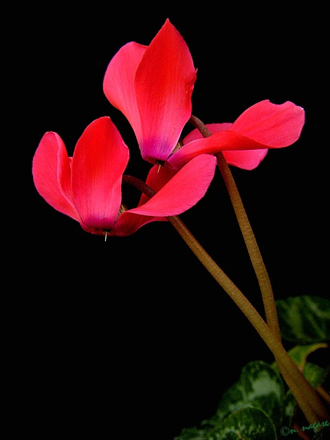 Cyclamen Duo