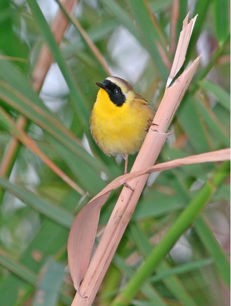 Common Yellowthroat