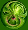 Succulent Swirl