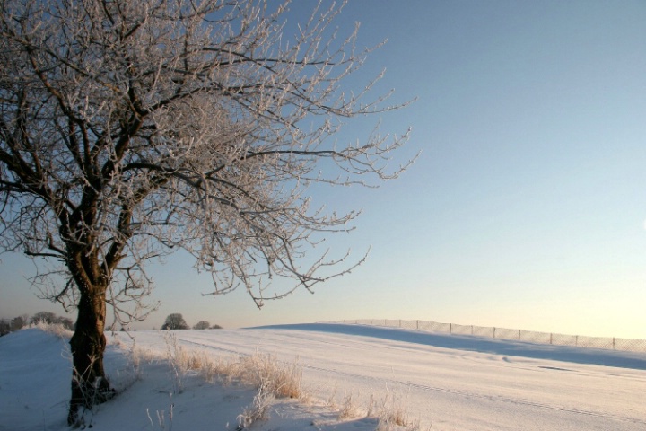 My frozen tree #2