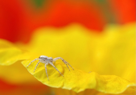Garden Spider II 