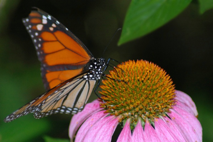 Monarch on Mexican Daisy
