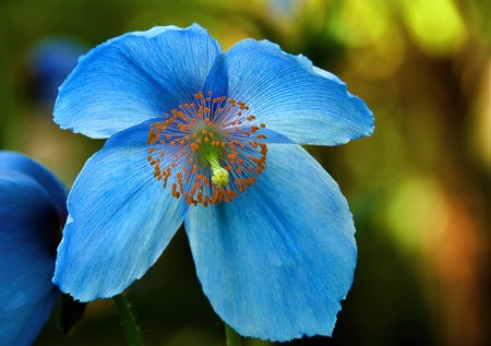 Poppy Blue