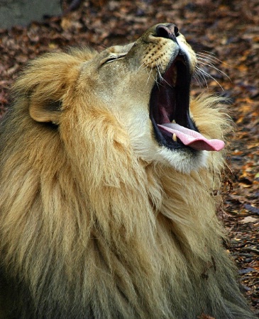 a lion needs to ROAR!