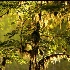 © Stuart May PhotoID# 1850651: hanging moss