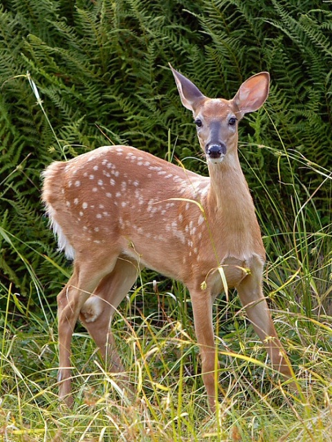 Fawn and Ferns