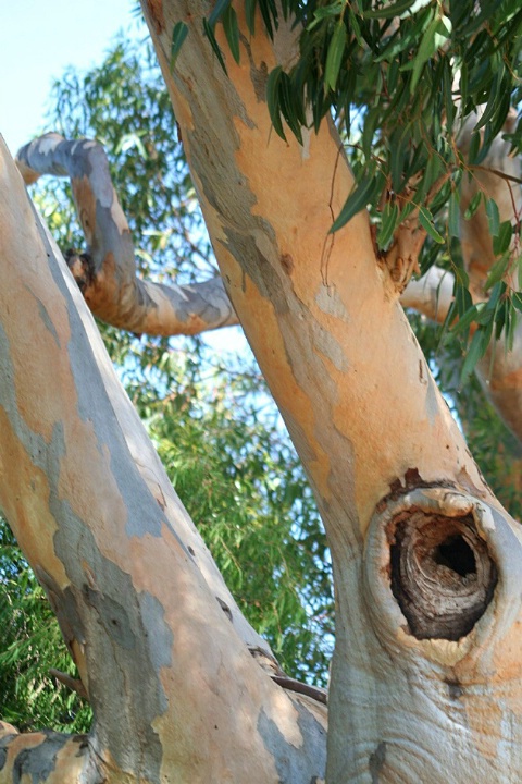 The Colours Of A Gum Tree