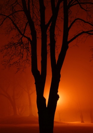Lone Tree in the Winter Fog