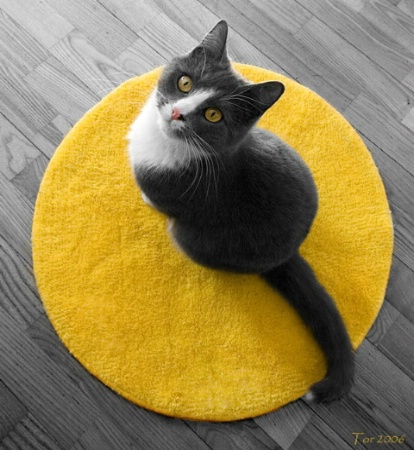 Cat on a Mat
