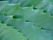 Leafy Pattern