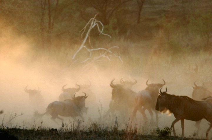 Migration in Serengeti