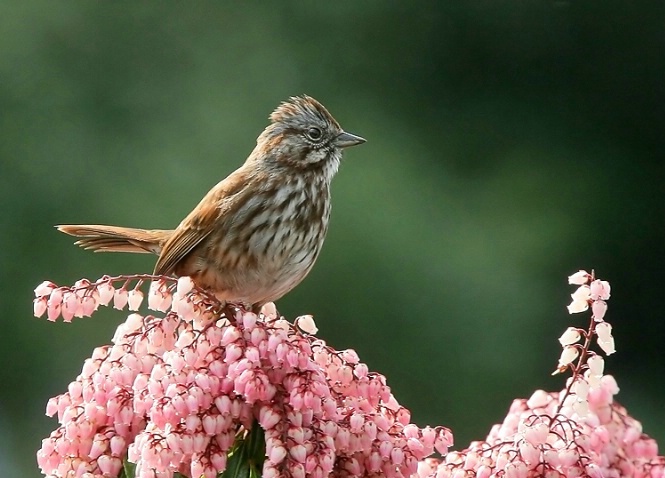 Song Sparrow #5