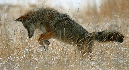 Coyote