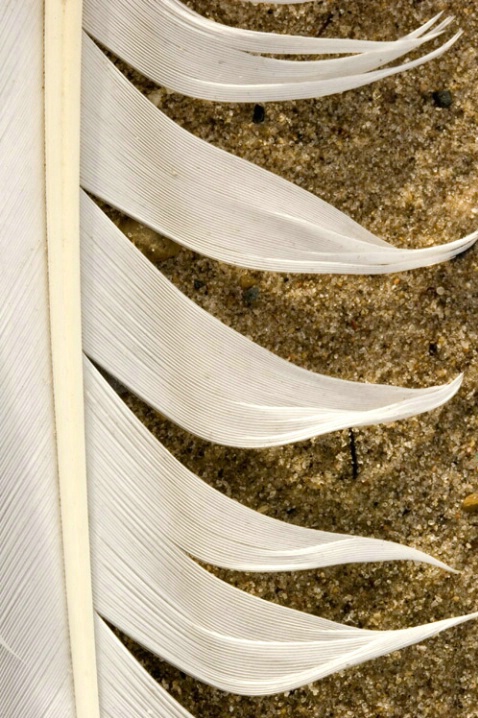 Beach feather, img_6050