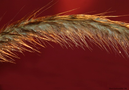 Fountain Grass after the Rain