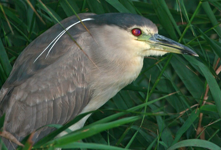 Heron Portrait