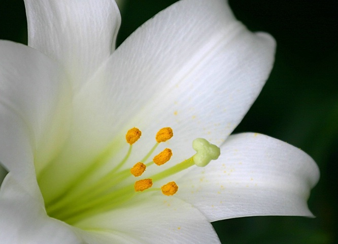 White Lily