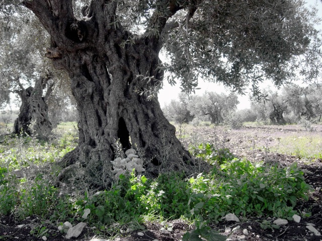 Byzantine Olives