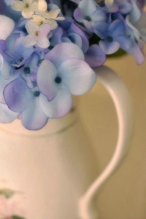 Cheerful Hydrangea
