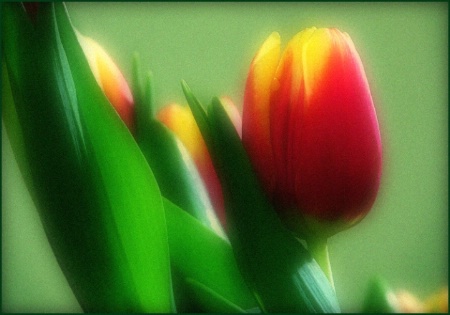 Tulips