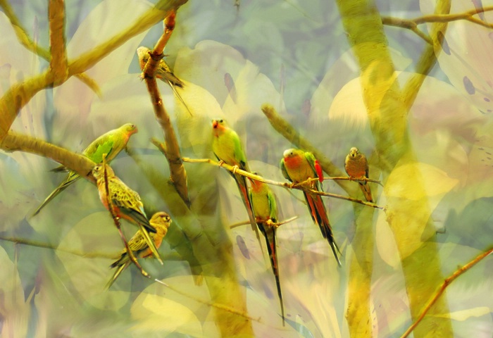 birds on branches