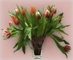 Tullips