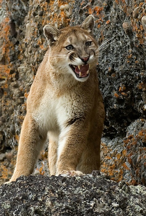 Cougar Portrait(C)