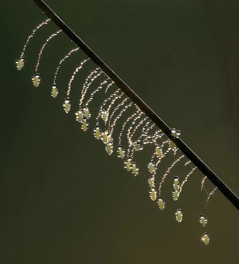 Lace Wing eggs in dew drops
